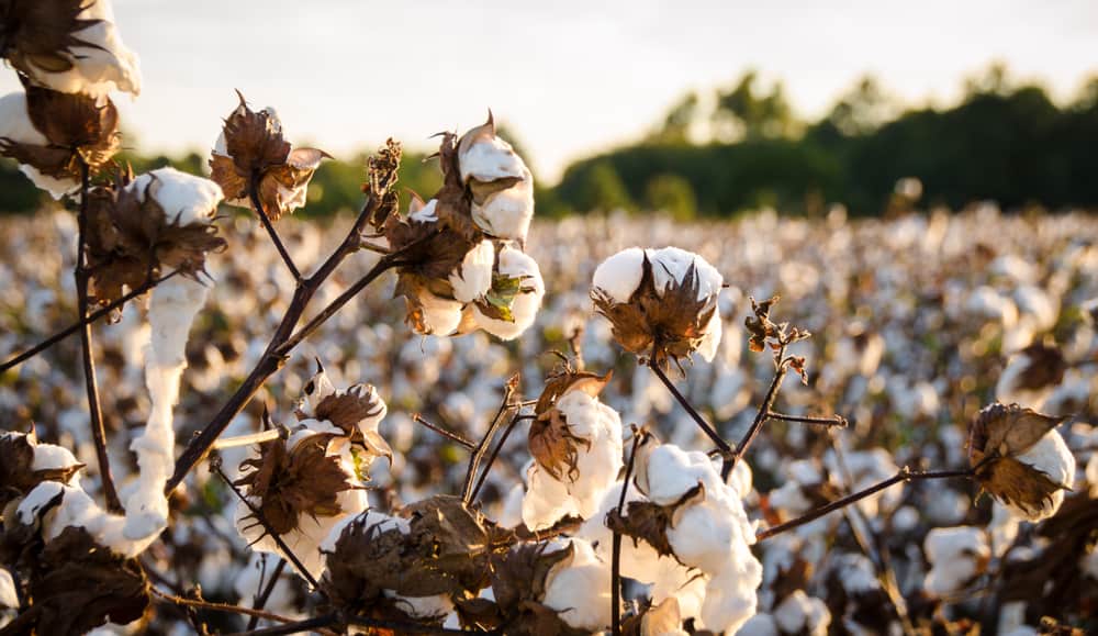 What Is Turkish Cotton