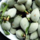 Cagla / Fresh Almond Fruit - 1 LB